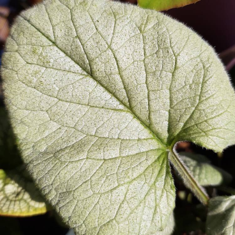 Plant image Brunnera macrophylla 'Looking Glass'