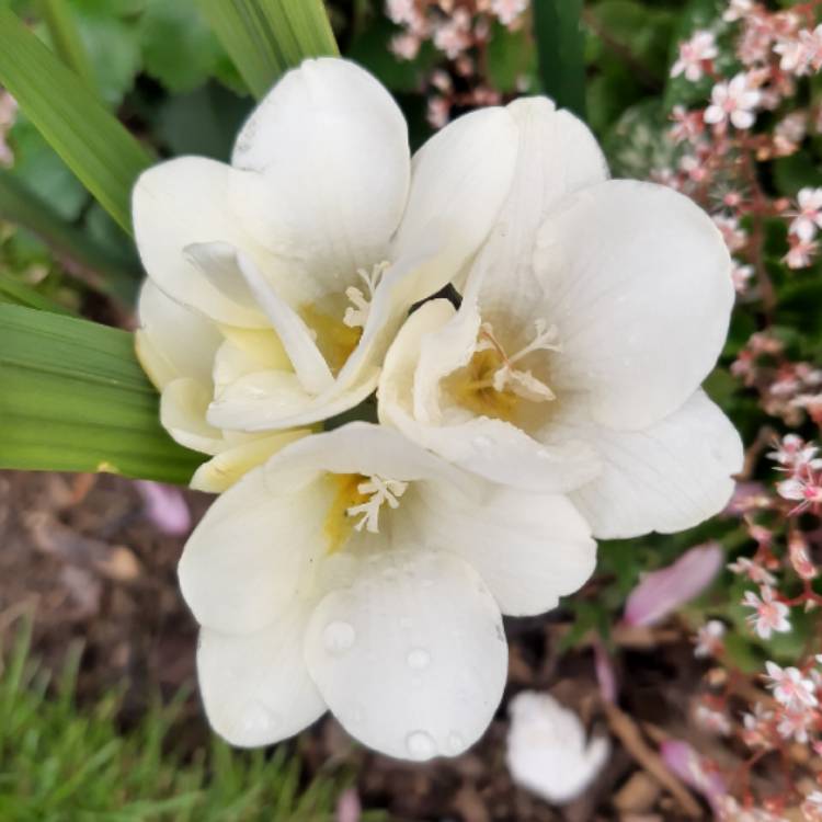 Plant image Freesia leichtlinii subsp. alba syn. Freesia alba