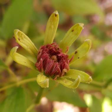 Clematis 'Aiga Harrington'