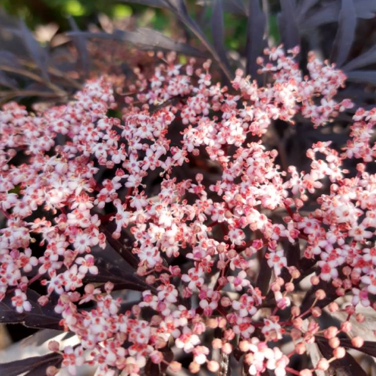 Plant image Sambucus nigra subsp. canadensis.