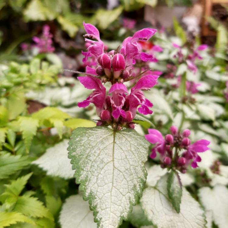 Plant image Lamium