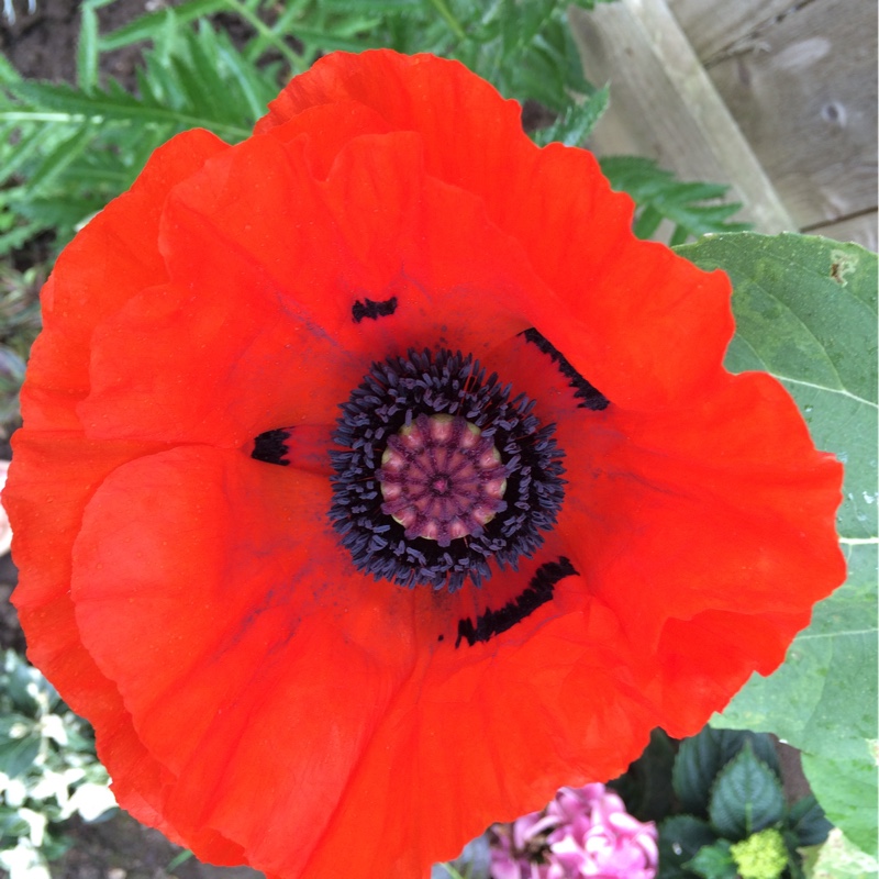 Papaver orientale 'Allegro'