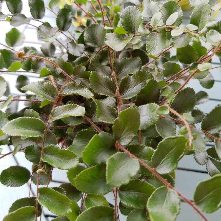 Plant image Pellaea Rotundifolia