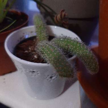 Cleistocactus winteri subs. colademononis