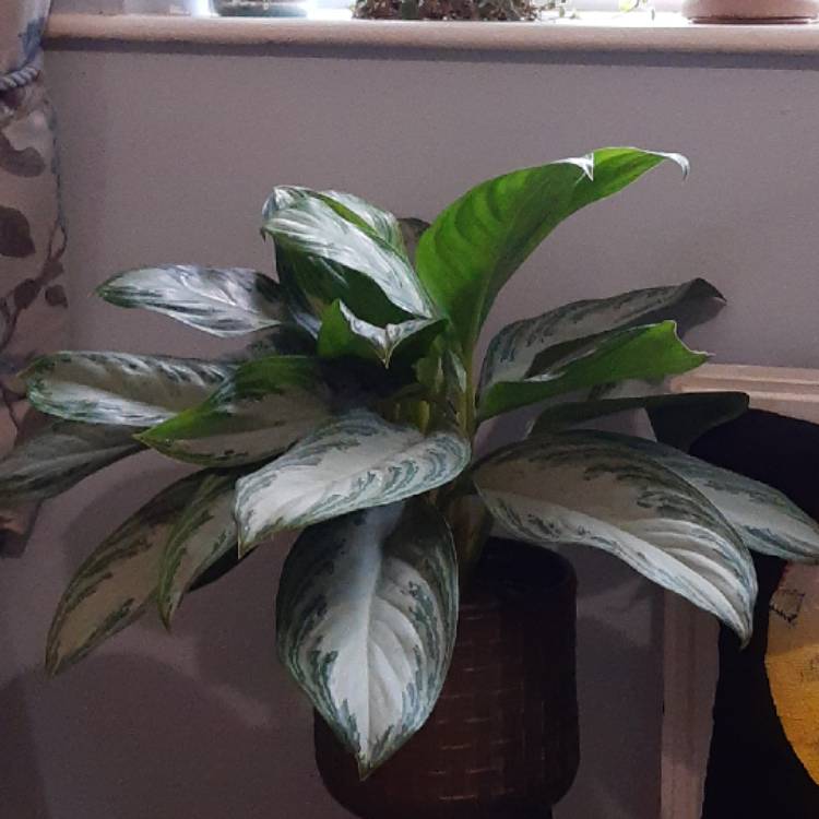 Plant image Aglaonema Silver Bay