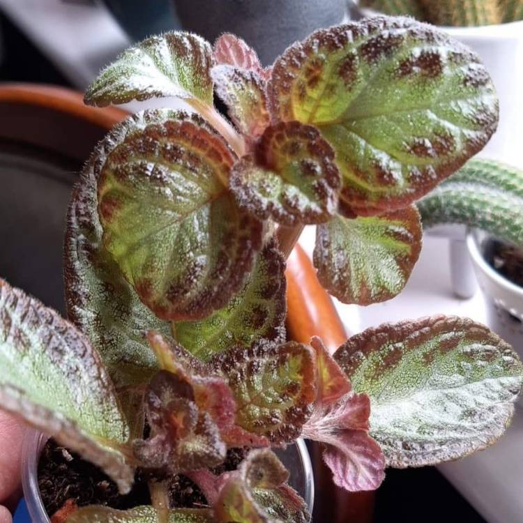 Plant image Episcia Cupreata