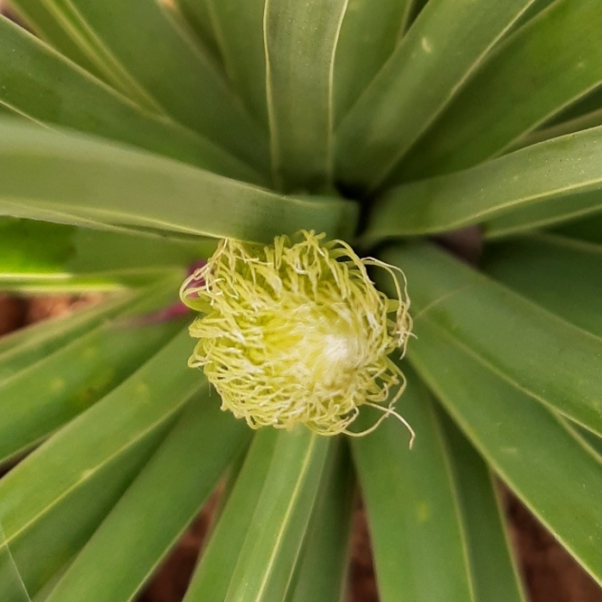 Plant image Eremurus Stenophyllus