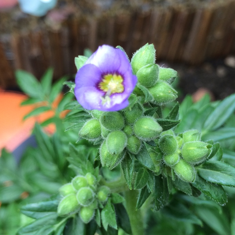 Plant image Polemonium caeruleum 'Bambino Blue'