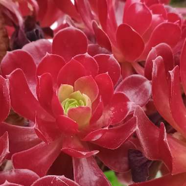 Aeonium 'Velour'