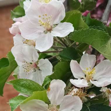 Malus domestica 'Jonagold'