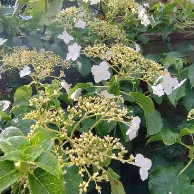 Climbing Hydrangea