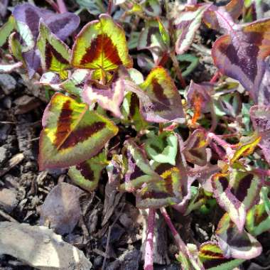 Persicaria 'Purple Fantasy'