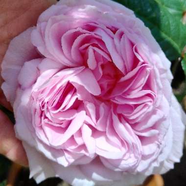 Rose 'The Ancient Mariner'