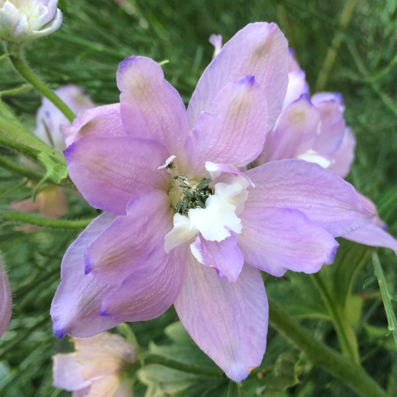 Plant image Delphinium 'Magic Fountains Cherry Blossom'