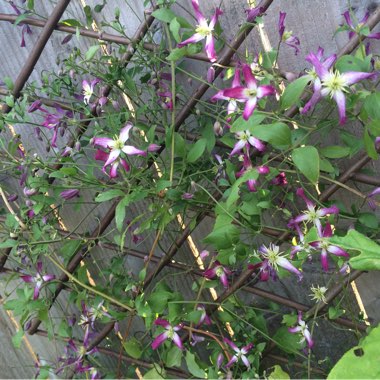 Clematis x triternata 'Rubromarginata