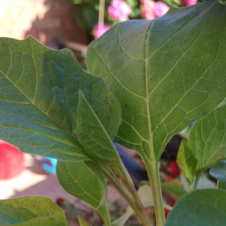 Plant image Physalis