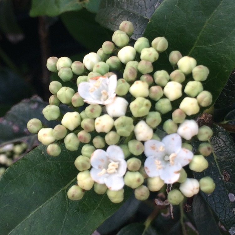 Plant image Viburnum tinus