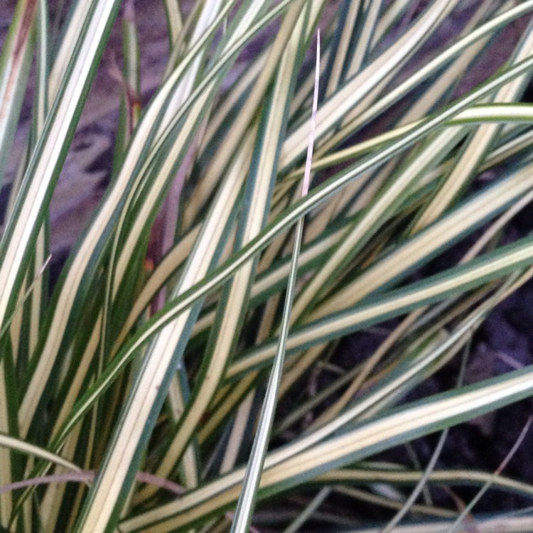 Plant image Carex oshimensis 'Evergold'