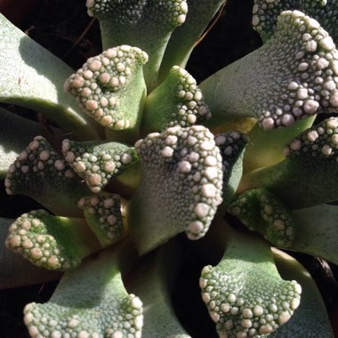 Titanopsis Calcarea (Living Jewel)