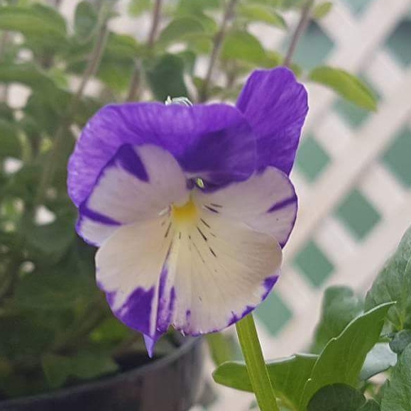 Plant image Viola cornuta 'Rebecca'