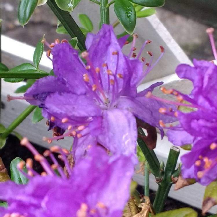 Plant image Rhododendron 'Purple Pillow'