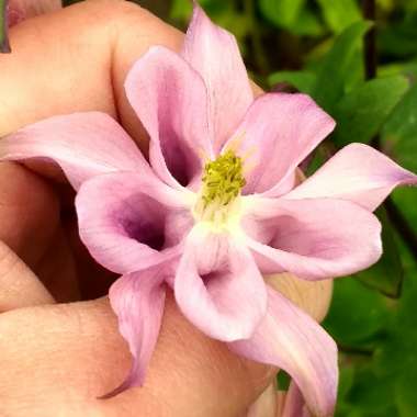 Aquilegia