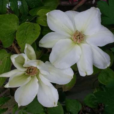 Clematis 'Mrs George Jackman'