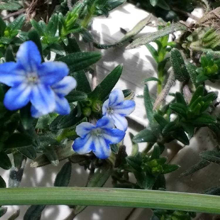 Plant image Lithodora Diffusa 'Compact Blue'