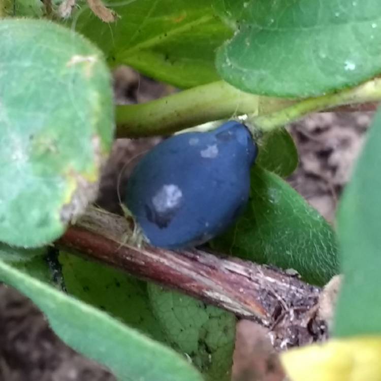 Plant image Lonicera caerulea var. kamtschatica