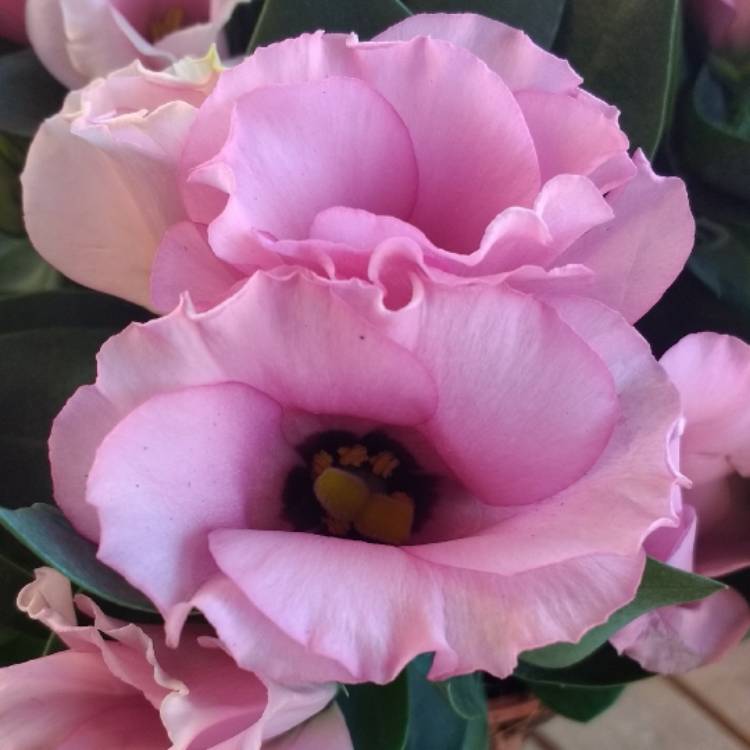 Plant image Eustoma russellianum