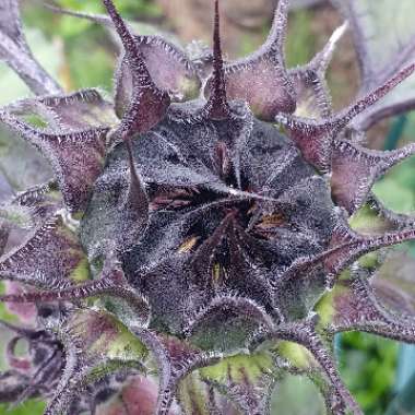 Helianthus annuus 'Black Magic'