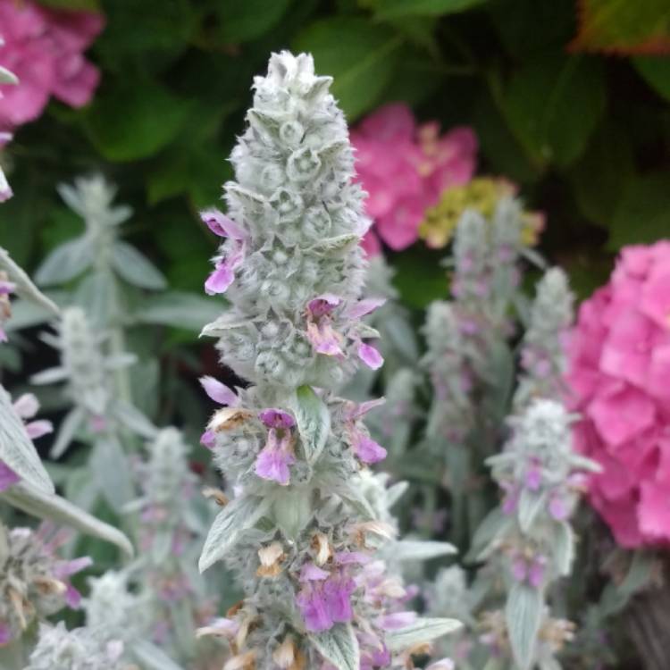 Plant image Stachys