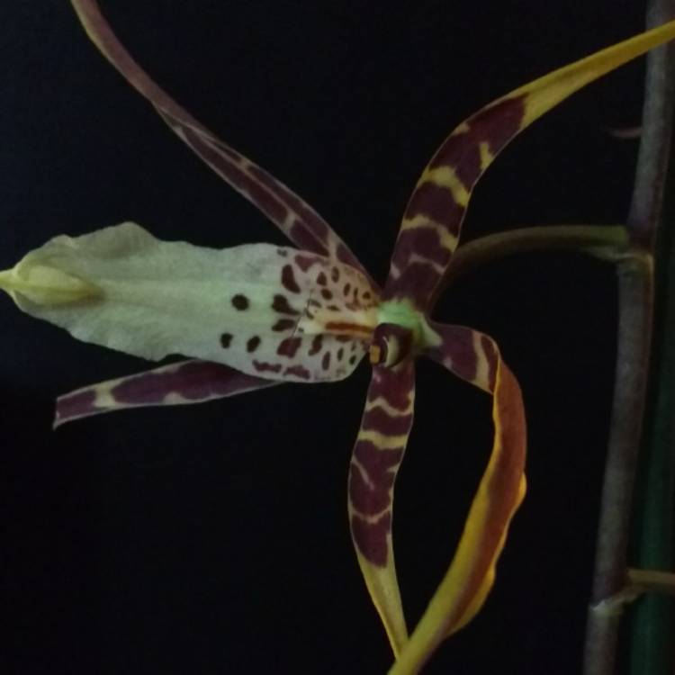 Plant image Brassia Orchid