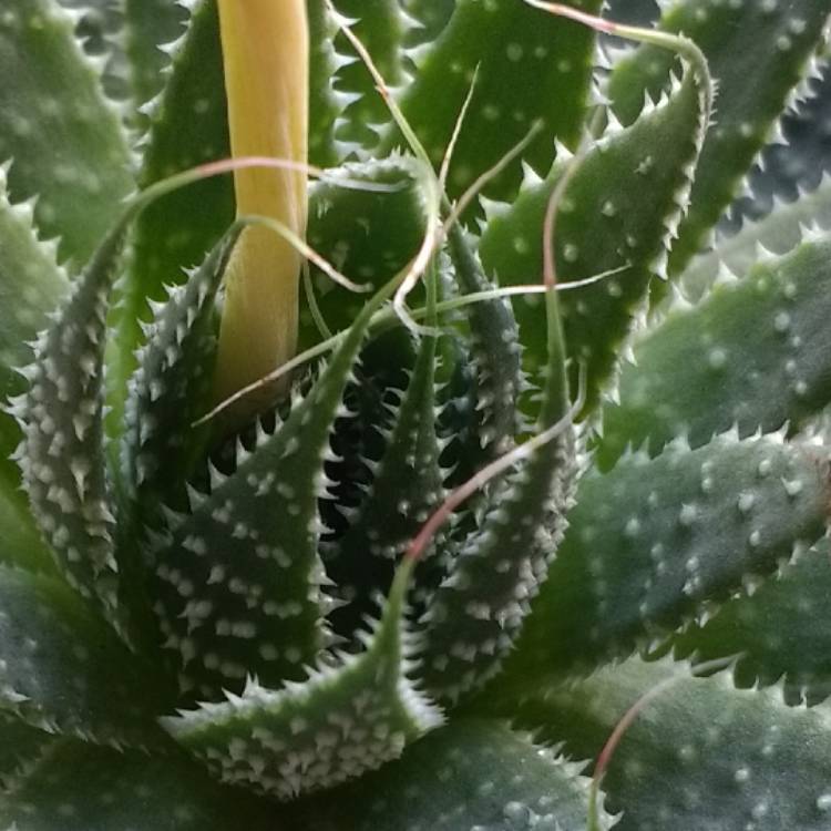 Plant image Aristaloe Aristata (formerly Aloe Aristata)