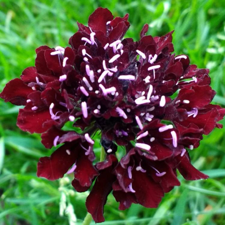 Plant image Scabiosa atropurpurea 'Black Knight'