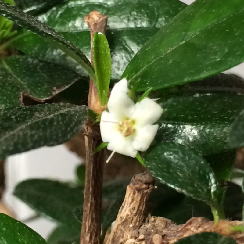 Plant image Ehretia microphylla syn. Carmona microphylla