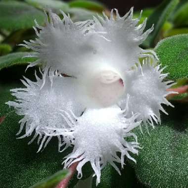 Episcia Dianthiflora