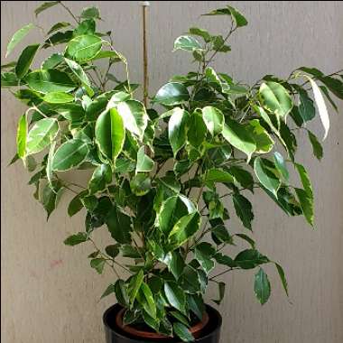 Ficus benjamina 'Variegata'