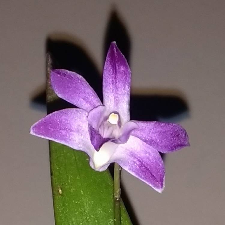 Plant image Dendrobium 'Berry Oda'