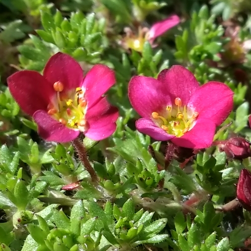 Plant image Saxifraga 'Peter Pan'