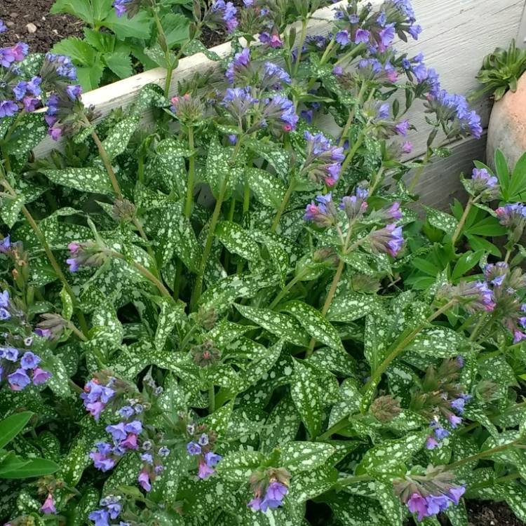 Plant image Pulmonaria 'Trevi Fountain'