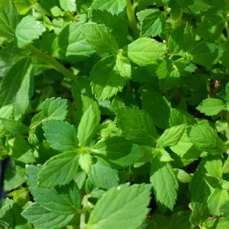 Plant image Spiraea japonica 'Little Princess'