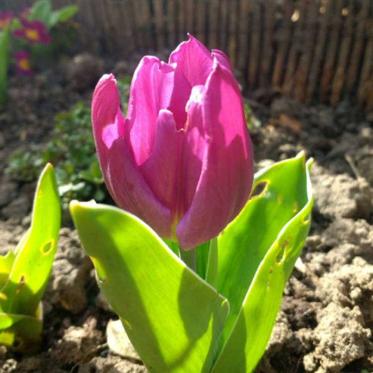 Plant image Tulipa 'Negrita'