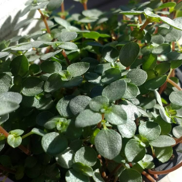 Plant image Muehlenbeckia complexa