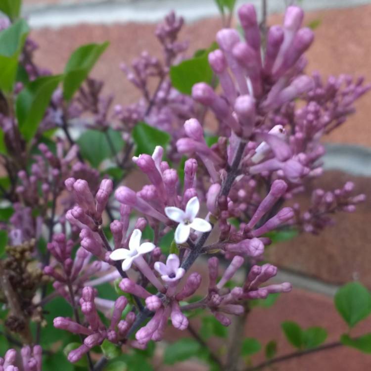 Plant image Syringa meyeri 'Palibin' syn. Syringa palibiniana