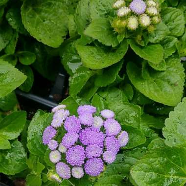 Ageratum houstonianum