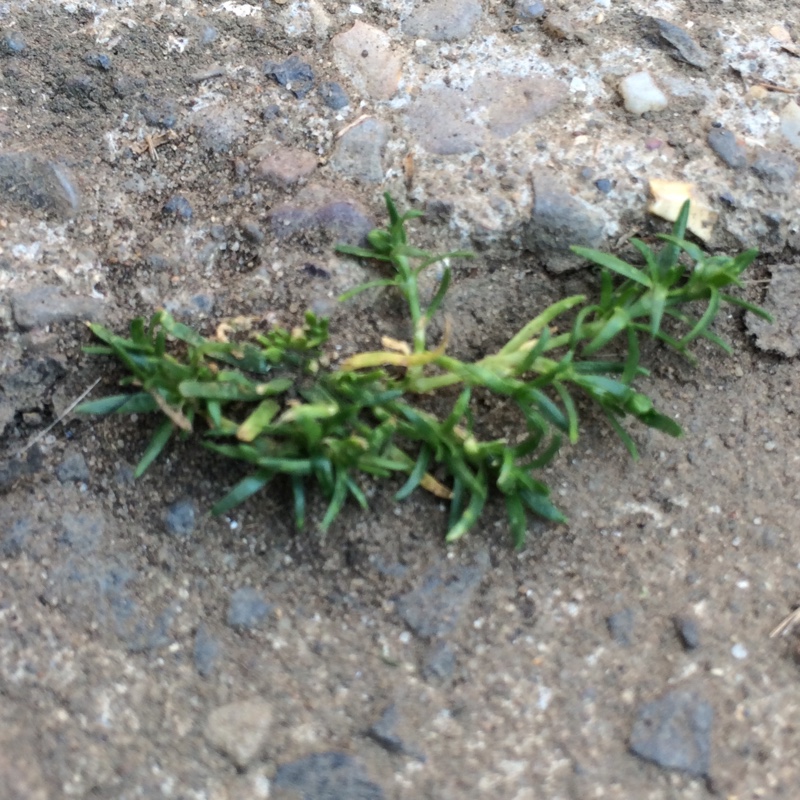 Sagina subulata 'Lime Moss'