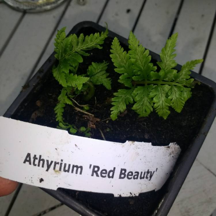 Plant image Athyrium niponicum 'Red beauty'