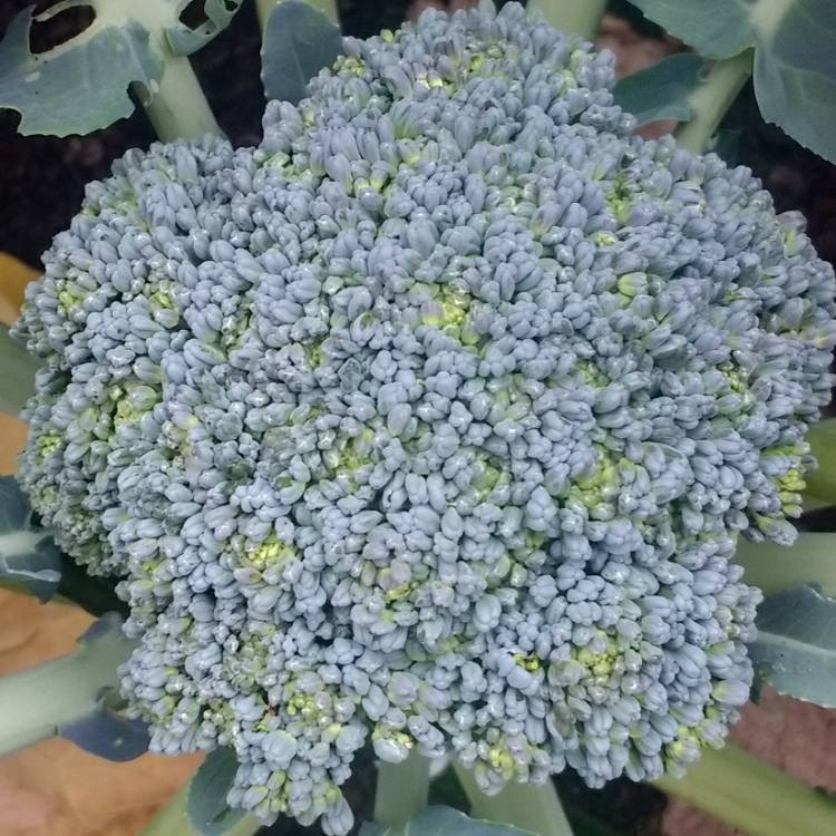 Plant image Brassica oleracea 'Matsuri' F1