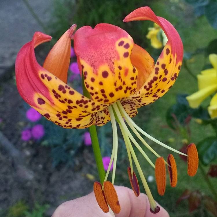 Plant image Lilium pardalinum